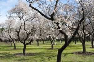 almond trees, flowers, spring-680725.jpg